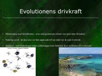 /album/evolution/a4-evolution-036-jpeg/